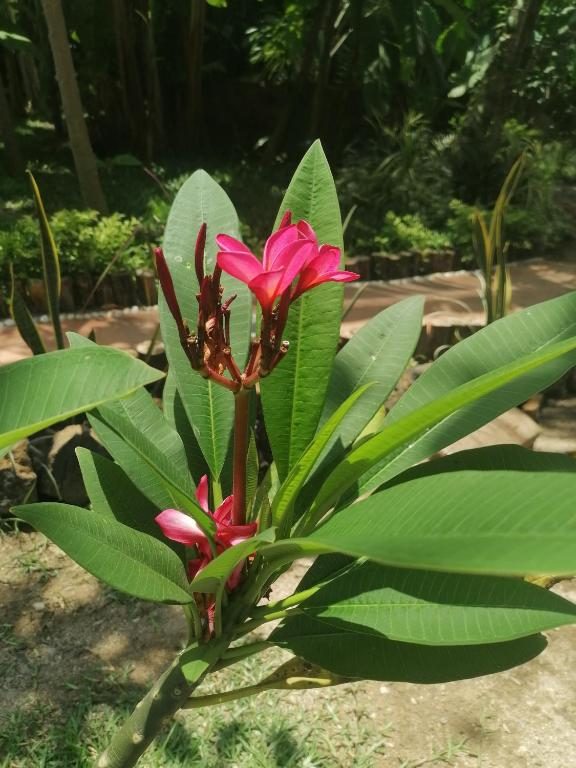 Frangipanier en fleurs dans le jardin