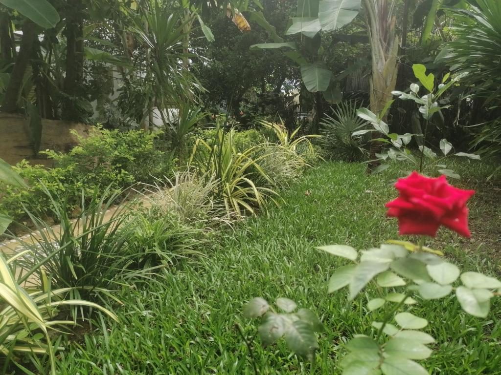 Jardin tropical : pelouse, massifs de plantes et rosier rouge en fleurs